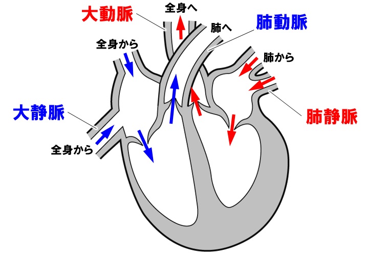 心臓と４つの血管
